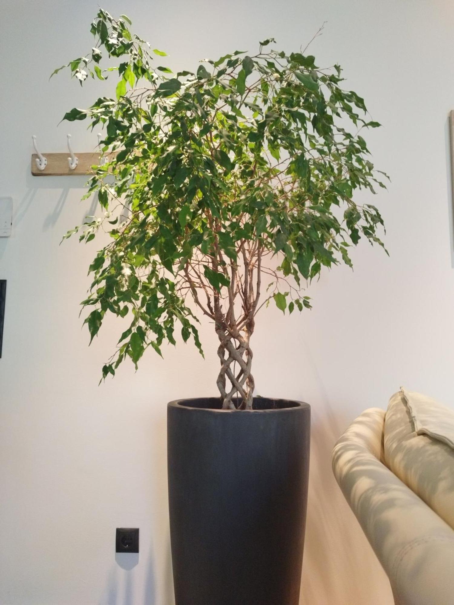 Appartement Waldzauber Medraz ภายนอก รูปภาพ